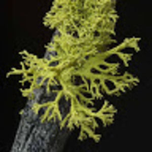 Meet your Posher, Claire